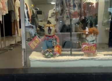 店主给狗买了专属衣服狗牌,帮忙招揽生意! 店主给狗买了专属衣服狗牌,帮忙招揽生意!