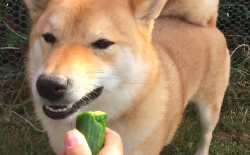 狗狗能吃黄瓜吗生的