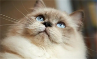 猫咪两眼泪汪汪怎么回事