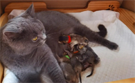 猫生了胎盘一坨肉然后不生了