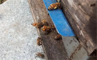蜂跑到家里意味着什么样的