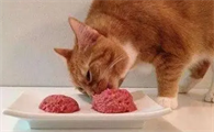 猫能吃什么