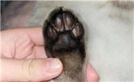 猫咪一定要剃脚毛吗