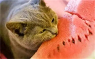 猫咪可以吃硒产品吗