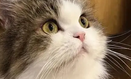 猫咪为什么总是蹭头部