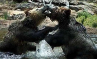 黑熊和棕熊哪个厉害