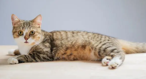 猫咪几个月打疫苗