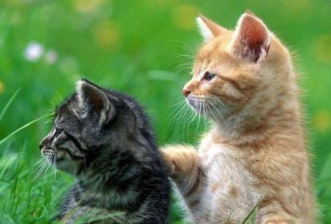 猫投胎的人什么命