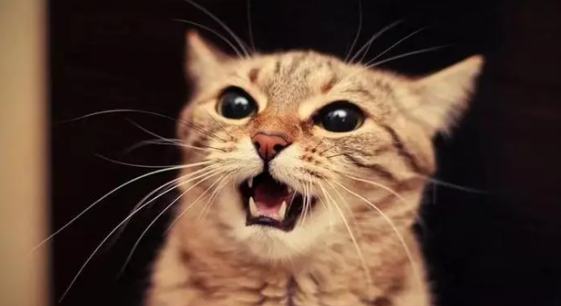 猫咪叫个不停怎么办