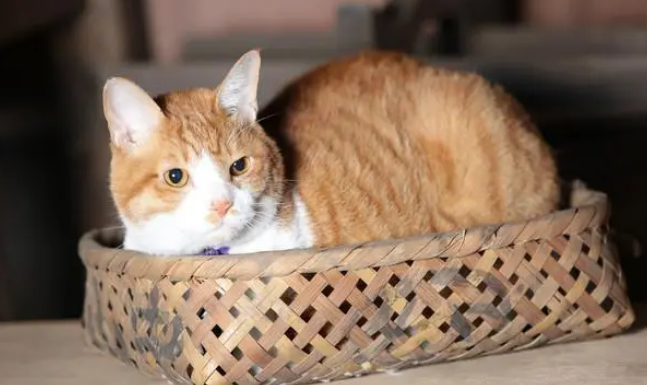 橘猫多次趁机偷吃东西，网友发怒剃了它的毛，喵：我认错还不行吗