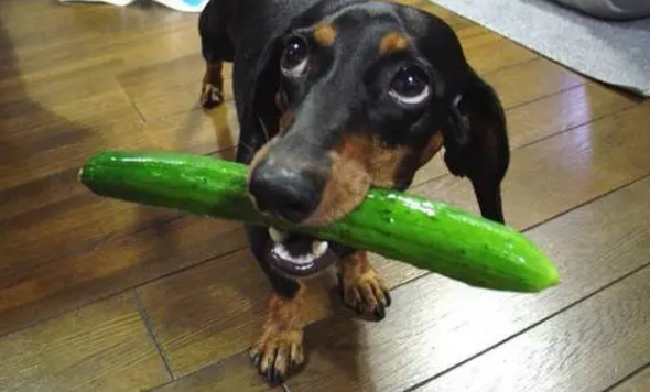 狗狗可以吃黄瓜吗生的