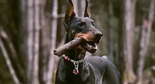 不同人眼中不同的杜宾犬，一起来了解真实杜宾