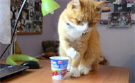 猫能吃酸奶吗