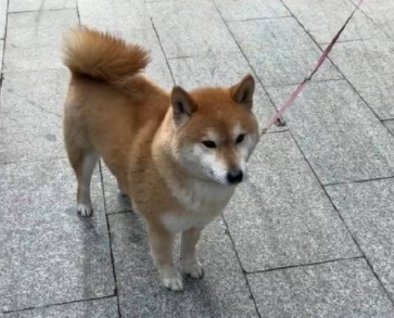柴犬怎么美容?柴犬美容技巧 柴犬怎么美容?柴犬美容技巧