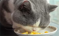 猫咪能吃蛋黄吗
