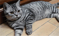 狸花猫可以当成宠物养吗？