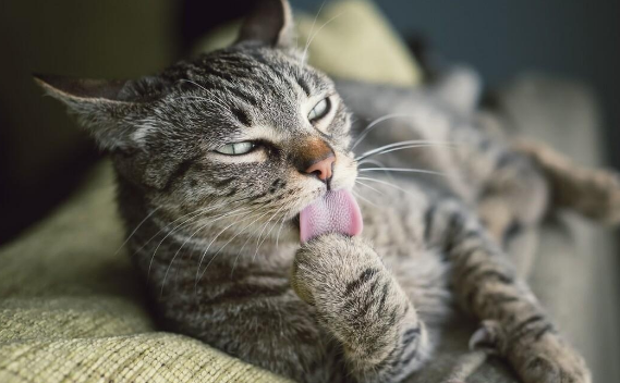 猫咪发情期一般几个月