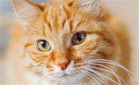 猫咪为什么用爪子沾水