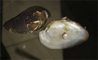 河蚌的贝壳是由什么分泌的物质形成的