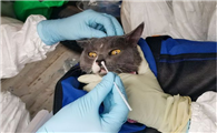 pcr五项病毒检测猫