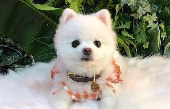 茶杯俊介犬长大后的样子 茶杯俊介犬长大后的样子