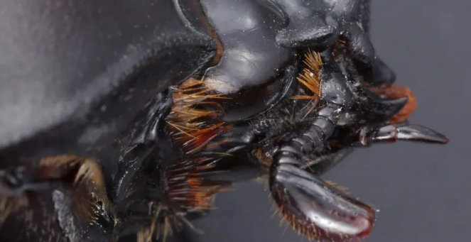 独角仙又叫屎壳郎