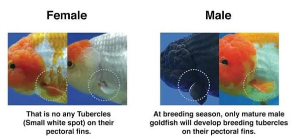 用这2个方法，快速判断金鱼公母，100%准确
