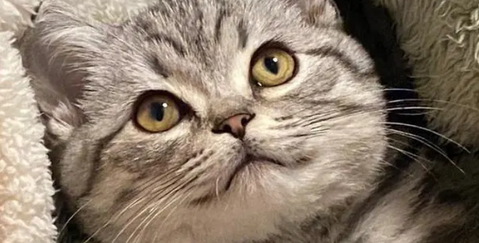 狸花猫和虎斑猫傻傻分不清,看看这5个方面! 狸花猫和虎斑猫傻傻分不清,看看这5个方面!