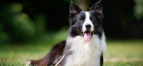 世界十大最厉害的牧羊犬 世界十大最厉害的牧羊犬