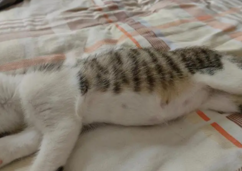 猫尿床上是因为什么原因 猫尿床上是因为什么原因