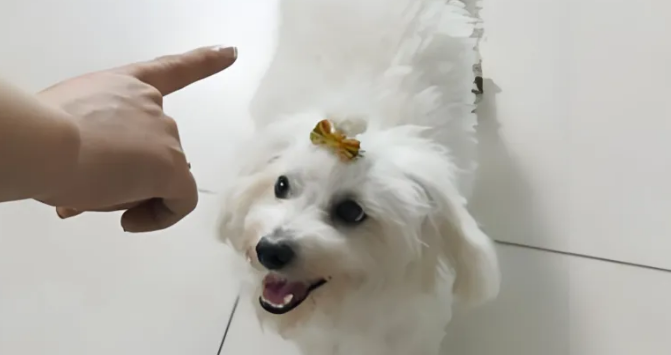 狗狗不听话？分享5招训练技巧