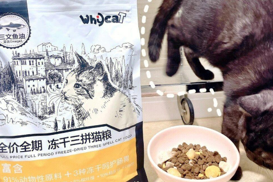 干货分享丨一文带你认识whycat宠物品牌 干货分享丨一文带你认识whycat宠物品牌