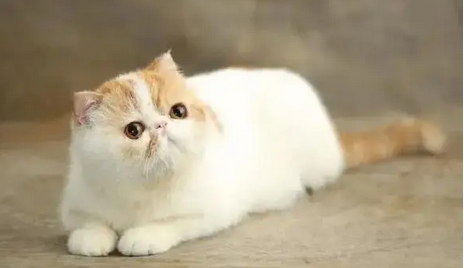 猫咪真菌感染用什么药比较好 猫咪真菌感染用什么药比较好