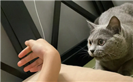 猫咪用头顶我的手是什么意思