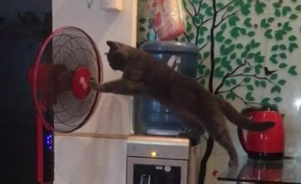 猫咪为什么怕吊扇