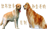 拉布拉多犬和金毛的区别是什么？