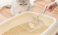 猫屎多久铲一次