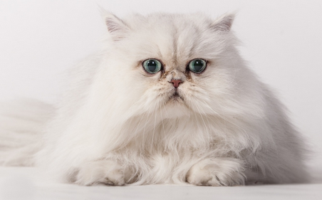 猫咪为啥老扑主人的脚