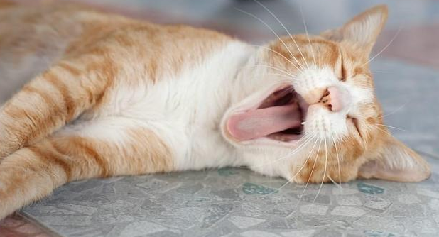 猫咪玩几分钟就喘气正常吗
