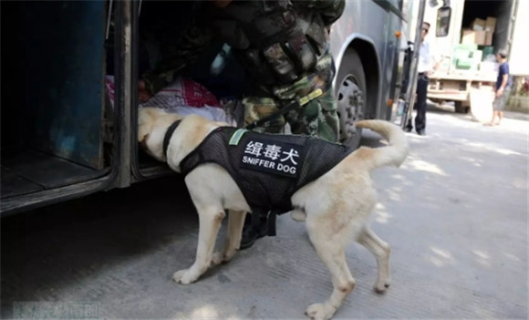 缉毒犬靠什么查找毒品 缉毒犬靠什么查找毒品