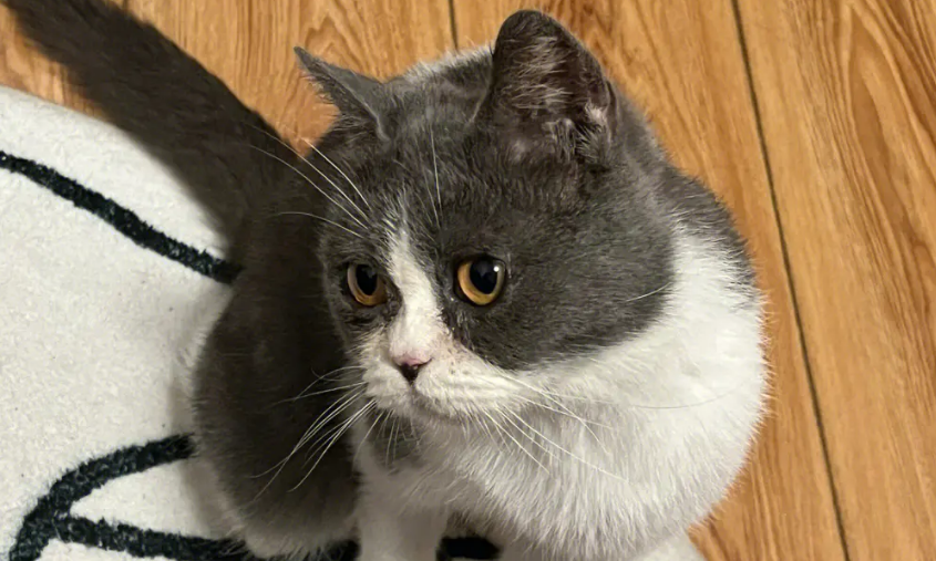 猫咪头歪向一侧还能好吗