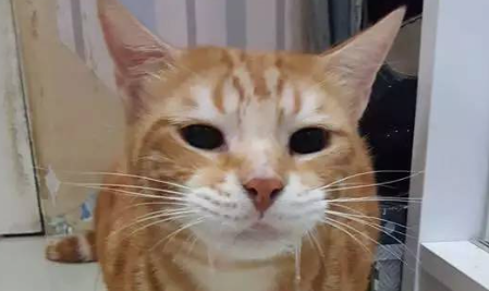 猫咪吐白沫是怎么回事 猫咪吐白沫是怎么回事