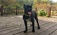 为什么其他的狗怕黑豹犬呢