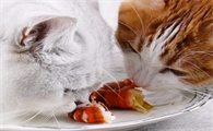 猫咪可以吃虾吗