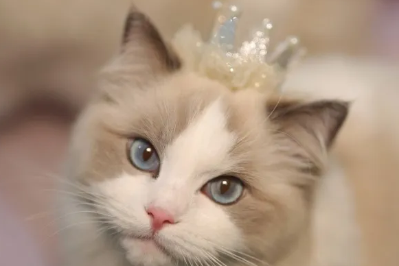 昂贵猫咪大盘点 昂贵猫咪大盘点