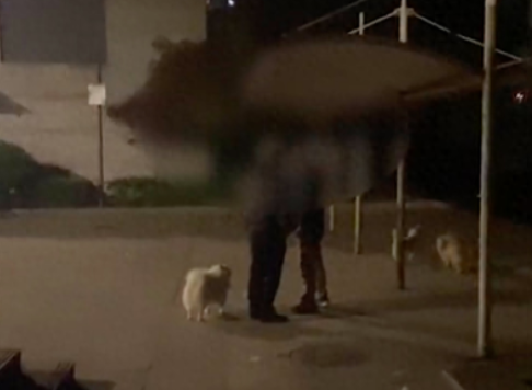 狗狗没拴绳被人踢了,狗主人和对方争执被一招制服 狗狗没拴绳被人踢了,狗主人和对方争执被一招制服