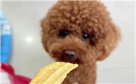 狗狗能吃薯片吗