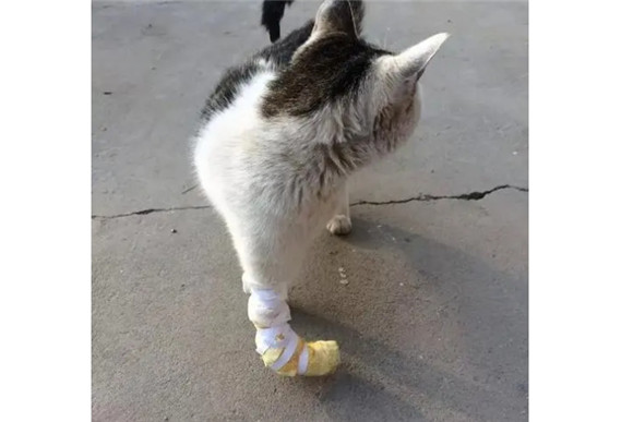 猫咪腿扭伤是什么样的