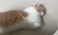 猫前腿短后腿长正常吗