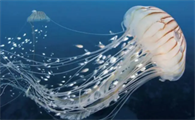 海蜇和水母是一种动物吗
